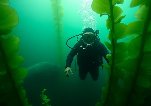 Diving in Cornwall UK